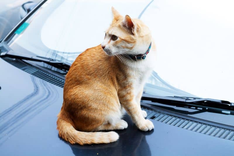 How to keep cats off your car - Student lesson